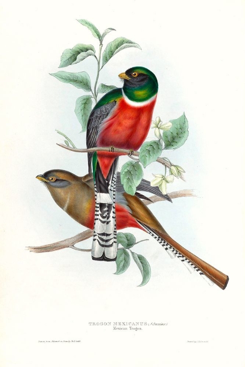 Picture of TROPICAL TROGONS V