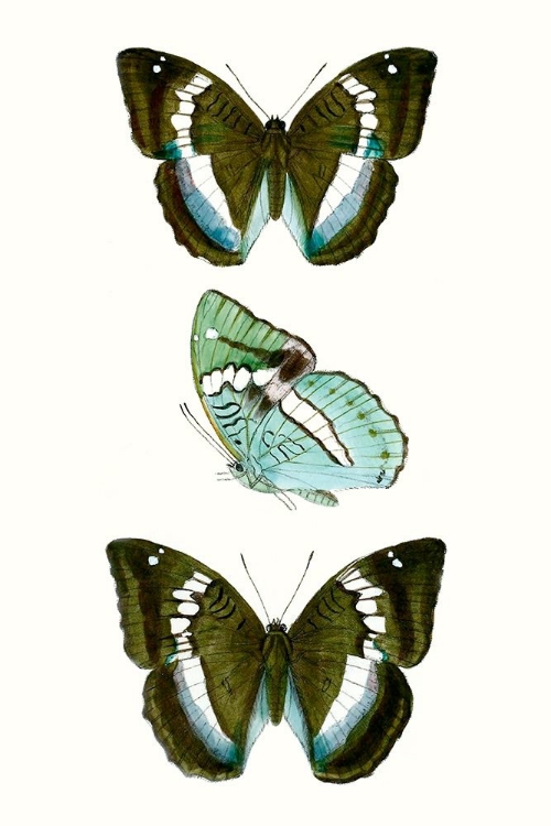 Picture of BUTTERFLY SPECIMEN II