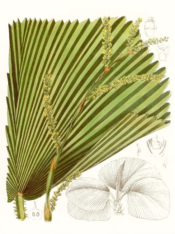 Picture of PALM MELANGE I