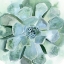 Picture of VERDANT SUCCULENT III