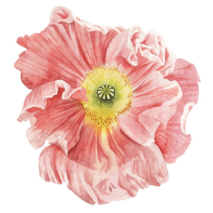 Picture of MARKET POPPY I