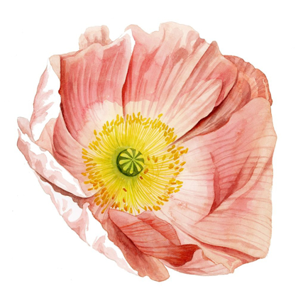 Picture of MARKET POPPY II