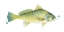 Picture of CHROMATIC CATCH I