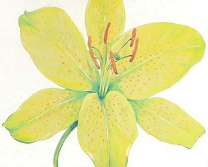 Picture of CITRON TIGER LILY I