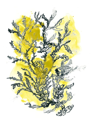 Picture of CITRON SEA KELP II