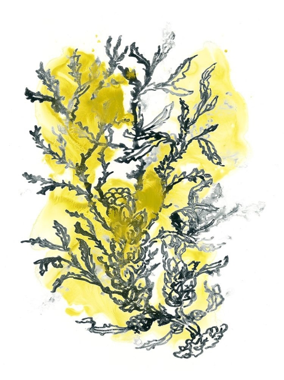 Picture of CITRON SEA KELP II