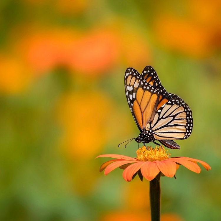 Picture of BUTTERFLY PORTRAIT IV