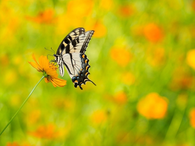 Picture of BUTTERFLY PORTRAIT VIII