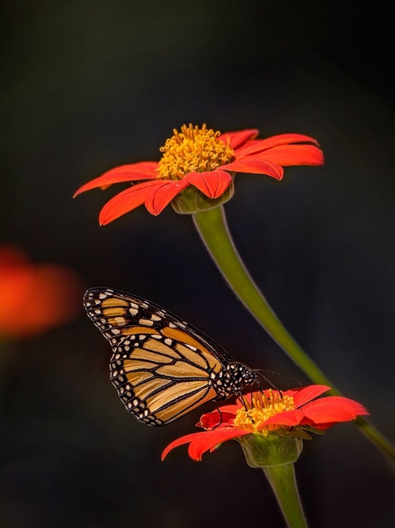 Picture of BUTTERFLY PORTRAIT X