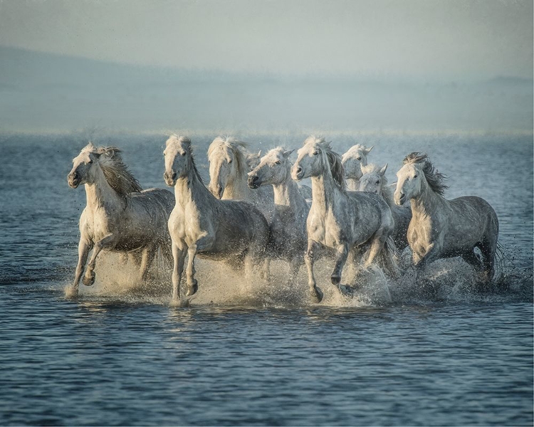 Picture of WATER HORSES VI