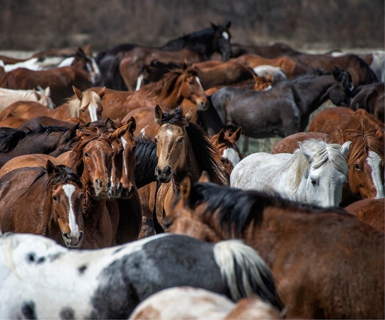 Picture of HORSE BACK