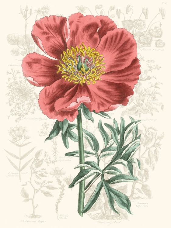 Picture of PEONY FLOWER GARDEN IV