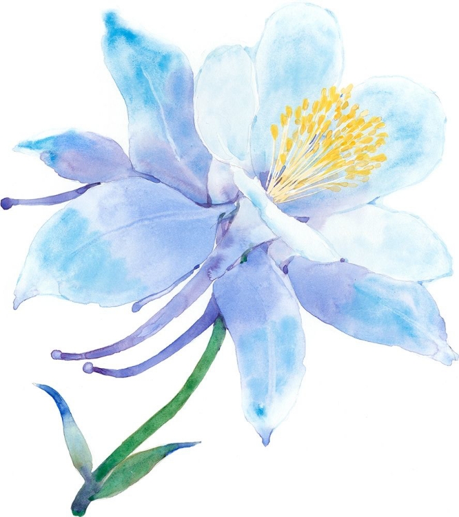 Picture of COLUMBINE BLOOM I