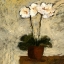 Picture of ORCHID TEXTURES I