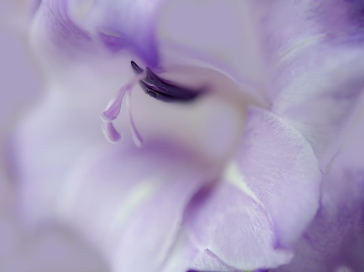 Picture of A GIFT IN PURPLE I