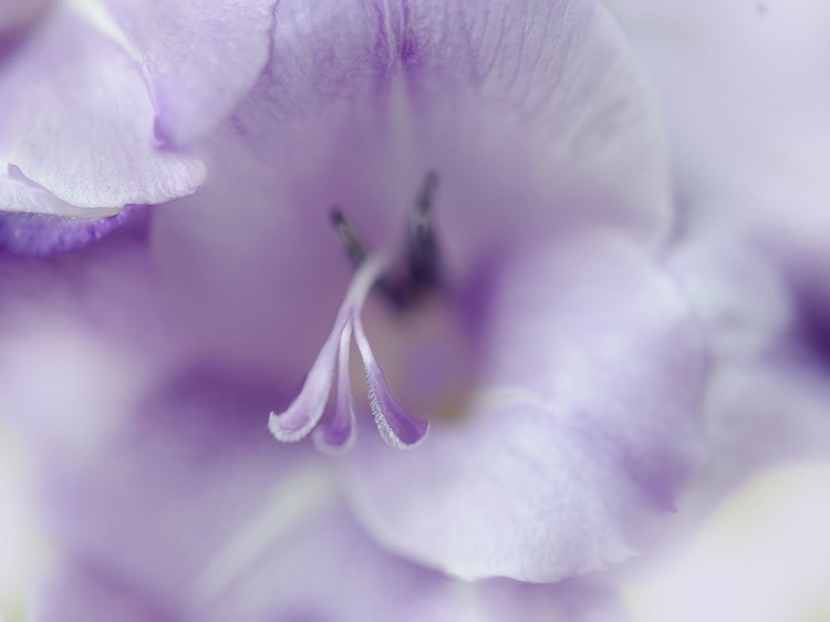 Picture of A GIFT IN PURPLE II