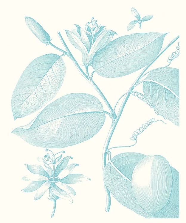 Picture of BOTANICAL STUDY IN SPA III