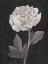 Picture of BLACK AND WHITE FLOWERS IV