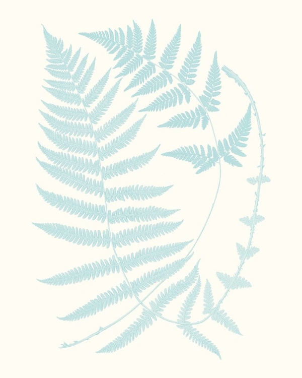 Picture of SERENE FERNS III