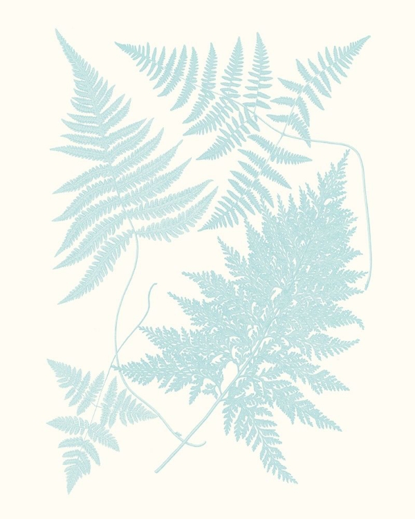 Picture of SERENE FERNS IV