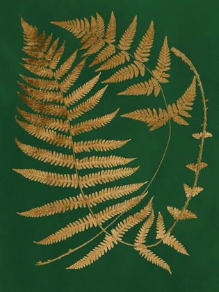 Picture of GILDED FERNS IV