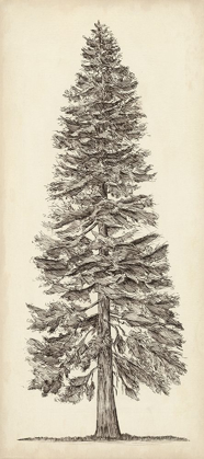 Picture of PACIFIC NORTHWEST TREE SKETCH I