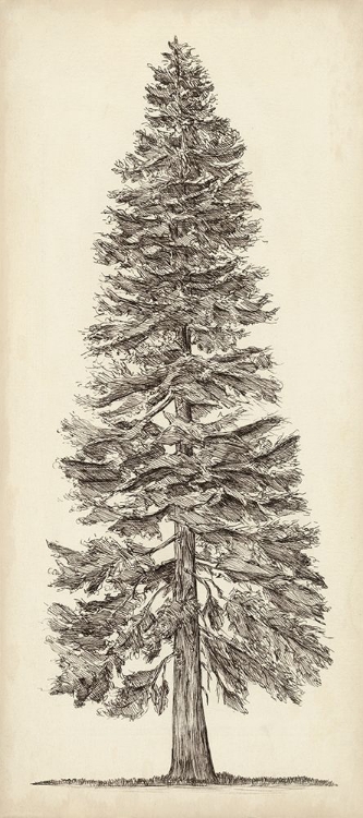 Picture of PACIFIC NORTHWEST TREE SKETCH I