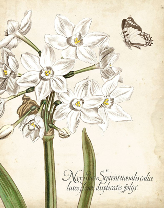 Picture of NARCISSUS BOTANIQUE I