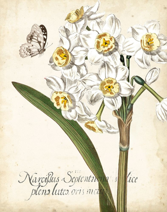 Picture of NARCISSUS BOTANIQUE II