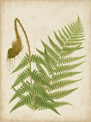 Picture of FERN TRIO I