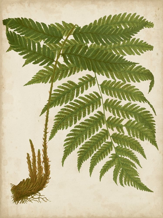 Picture of FERN TRIO II