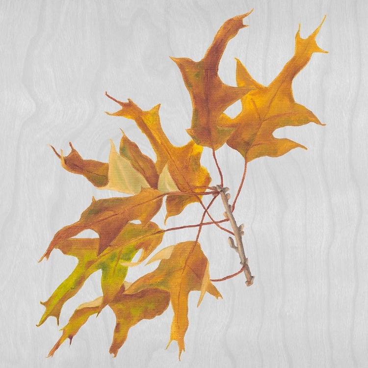 Picture of AUTUMN LEAVES III