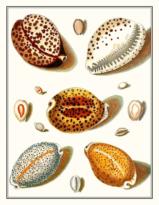 Picture of COLLECTED SHELLS III