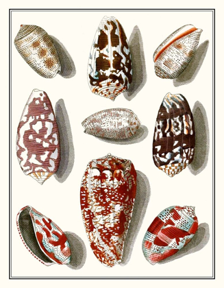 Picture of COLLECTED SHELLS VI