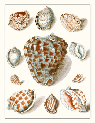 Picture of COLLECTED SHELLS VIII