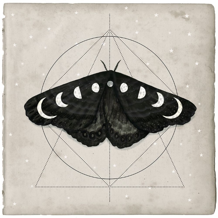 Picture of MIDNIGHT MOTH I