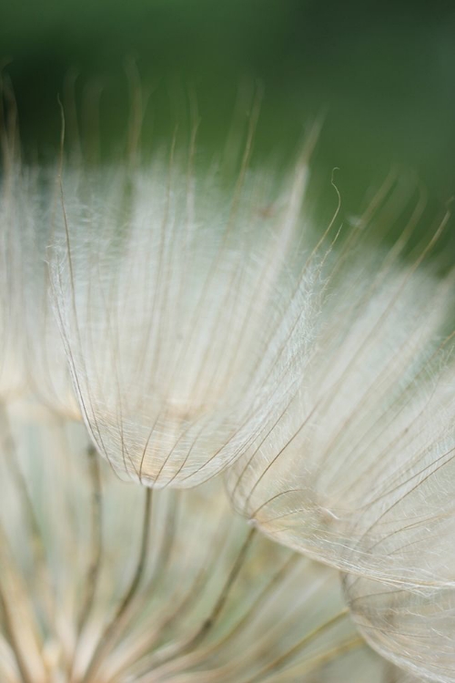 Picture of MACRO DANDILION I