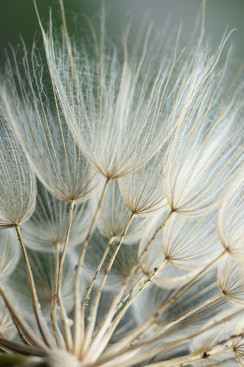 Picture of MACRO DANDILION II