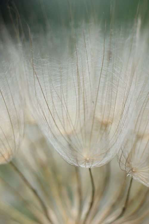 Picture of MACRO DANDILION III