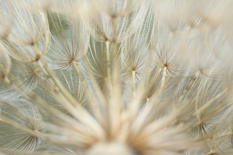 Picture of MACRO DANDILION IV