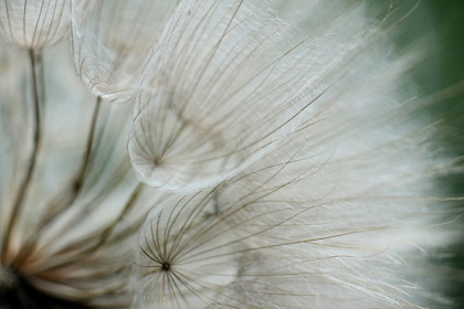 Picture of MACRO DANDILION VI