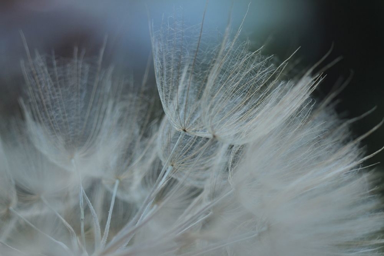 Picture of MACRO DANDILION VII