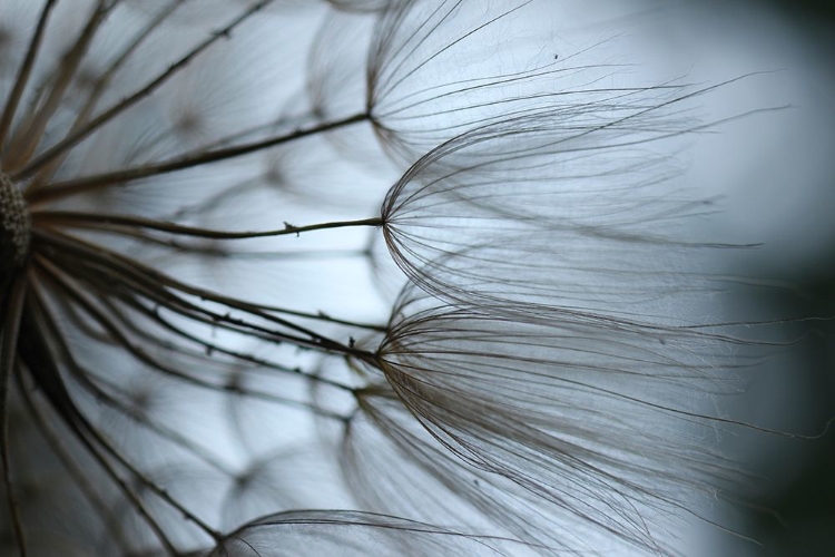 Picture of MACRO DANDILION X