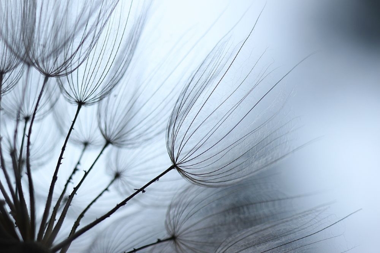 Picture of MACRO DANDILION XI