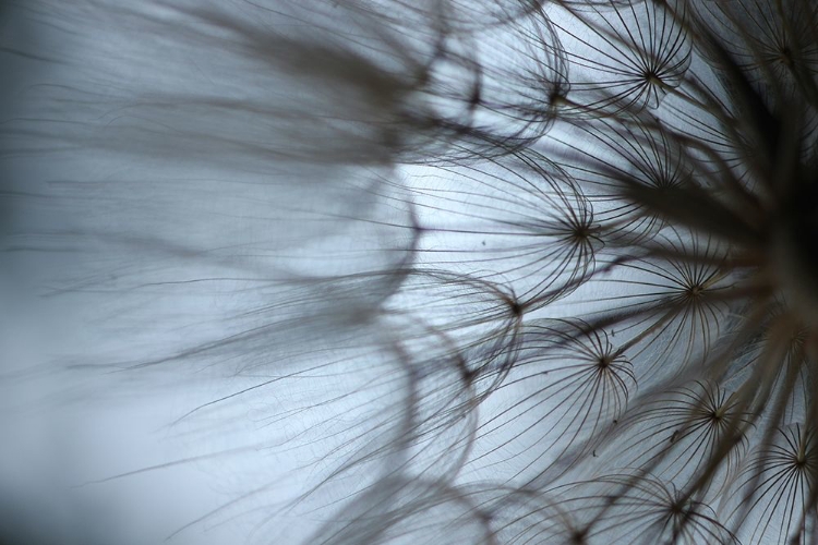 Picture of MACRO DANDILION XII