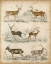 Picture of NON-EMBELLISHED SPECIES OF DEER