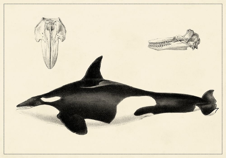 Picture of ANTIQUE WHALE STUDY I