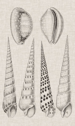 Picture of CHARCOAL AND LINEN SHELLS VI