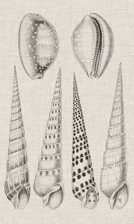 Picture of CHARCOAL AND LINEN SHELLS VI