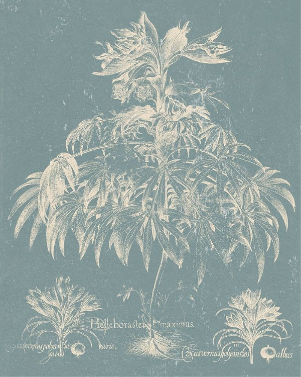 Picture of DELICATE BESLER BOTANICAL I